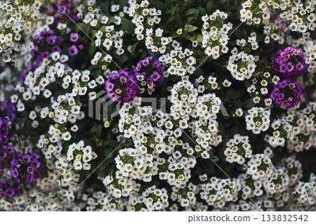 Sweet Alyssum flowers 133832542