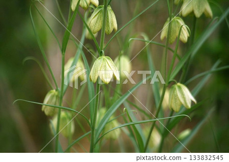 羊肚菌，鐘形花 133832545