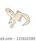 A realistic and cute color illustration of a leopard gecko. 133832580