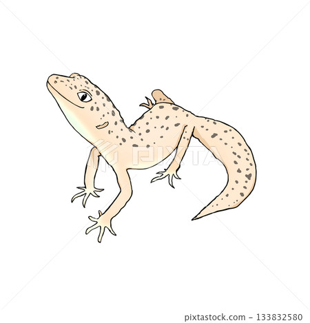 一幅逼真又可愛的豹紋守宮彩色插圖。 一幅逼真又可愛的豹紋守宮彩色插圖。 133832580