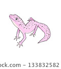 A realistic and cute color illustration of a leopard gecko. 133832582