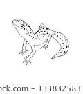 A realistic and cute monochrome illustration of a leopard gecko. Black and white. Leopard gecko. 133832583