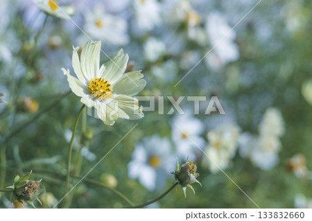 Close-up of a flower field with white cosmos blooming Close-up of a flower field with white cosmos blooming 133832660