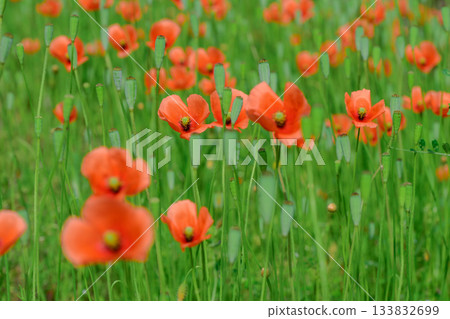 A cluster of the invasive plant, long-headed poppy, blooming on a roadside in Saitama Prefecture 133832699