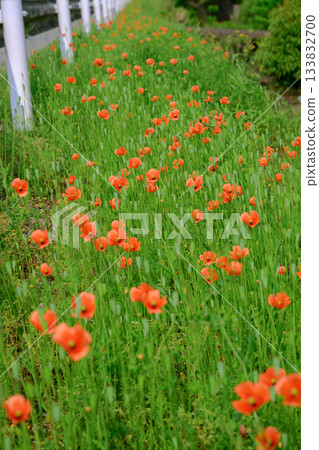 A cluster of the invasive plant, long-headed poppy, blooming on a roadside in Saitama Prefecture 133832700