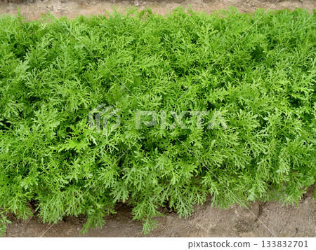 芥菜種植 芥菜種植 133832701