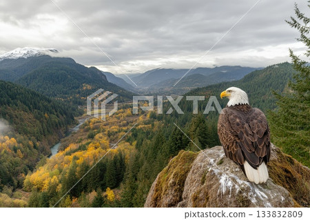 Regal Bald Eagle Perched on Rocky Outcrop Overlooking Scenic Mountain Valley 133832809