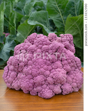 紫色花椰菜 紫色花椰菜 133832990