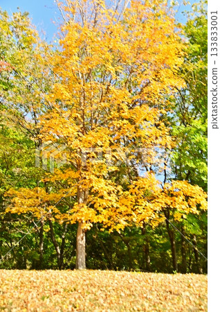 A yellow leaf itai maple A yellow leaf itai maple 133833001