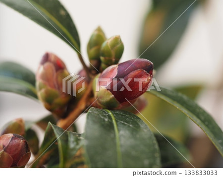 Camellia Knight Rider buds 133833033