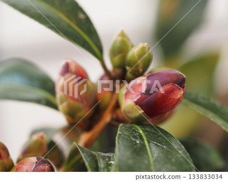 Camellia Knight Rider buds Camellia Knight Rider buds 133833034