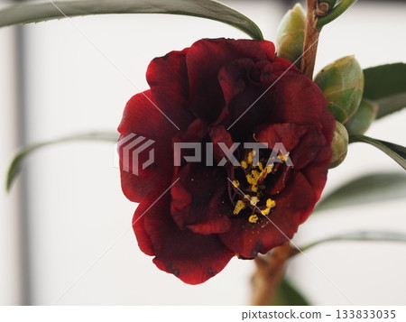 Camellia Knight Rider 133833035