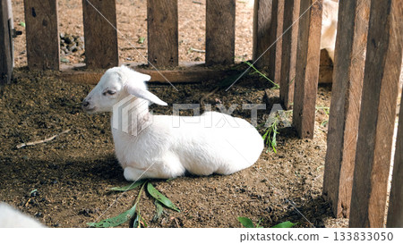 A baby lamb rests quietly on the barn floor surrounded by straw and wooden fencing This tranquil moment captures the essence of farm life A baby lamb rests quietly on the barn floor surrounded by straw and wooden fencing This tranquil moment captures the essence of farm life 133833050