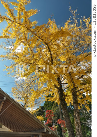 鹿兒島縣伊佐市Soginotaki公園的銀杏樹 133833059