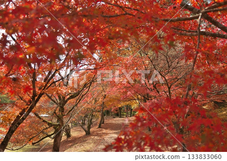 鹿兒島縣伊佐市Soginotaki公園的秋葉 133833060