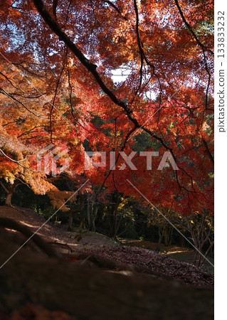 熊本縣球磨郡朝霧町上村城遺址的秋葉 熊本縣球磨郡朝霧町上村城遺址的秋葉 133833232