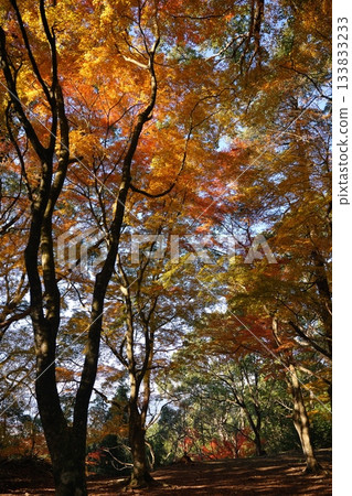 Autumn foliage at the ruins of Kamimura Castle in Asagiri Town, Kuma District, Kumamoto Prefecture 133833233