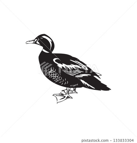 black and white Duck Illustration Monochrome black and white Duck Illustration Monochrome 133833304