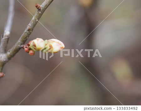 早春花卉,日本木瓜花蕾 早春花卉,日本木瓜花蕾 133833492