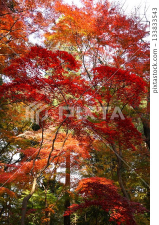 Autumn leaves in the grounds of Heirinji Temple 133833543