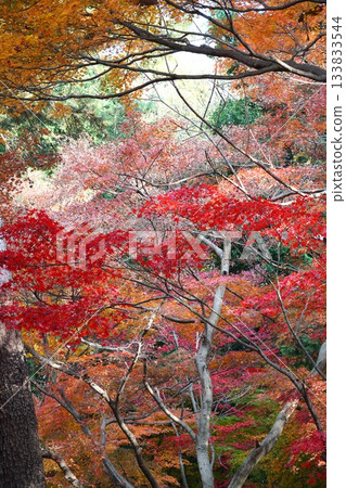 平林寺院內的秋葉 平林寺院內的秋葉 133833544