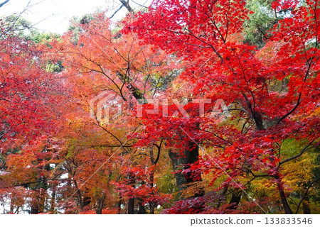 平林寺院內的秋葉 平林寺院內的秋葉 133833546