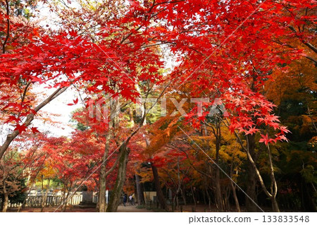 Autumn leaves in the grounds of Heirinji Temple Autumn leaves in the grounds of Heirinji Temple 133833548
