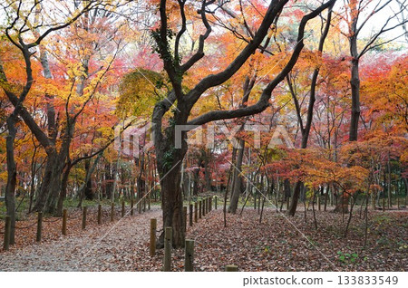 Autumn leaves in the grounds of Heirinji Temple Autumn leaves in the grounds of Heirinji Temple 133833549