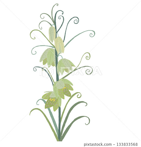 貝母屬（Fritillaria）是百合科多年生植物。 133833568