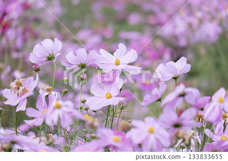 波斯菊、秋櫻花、花卉、秋天、自然、季節 波斯菊、秋櫻花、花卉、秋天、自然、季節 133833655