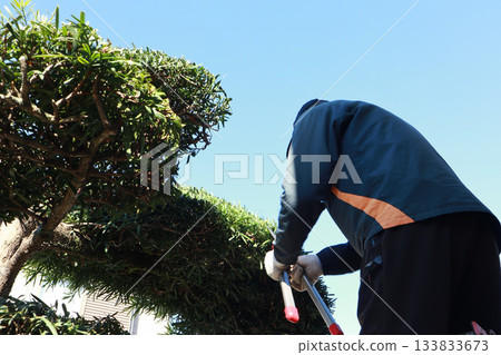 Seniors pruning garden trees 133833673