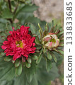 盛開的紅色紫菀和花苞 133833685