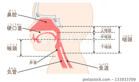 Pediatric larynx and pharynx, side view, illustration 133833709