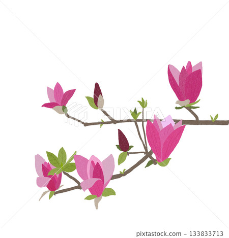 Magnolia flowers 133833713
