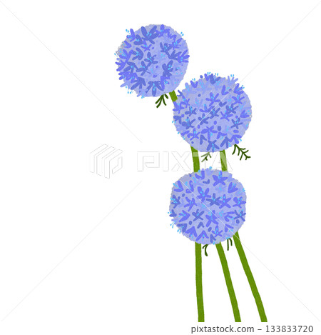 Beautiful blue flower Gilia Beautiful blue flower Gilia 133833720