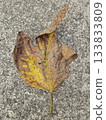 飛舞的枯葉 133833809