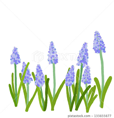 Purple flower muscari Purple flower muscari 133833877