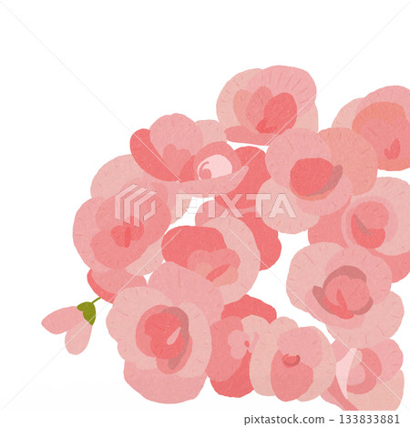 Pale pink flower begonia 133833881