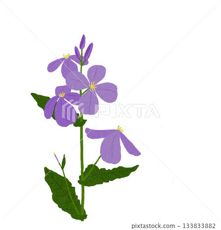 Purple flowers of the giant lily 133833882