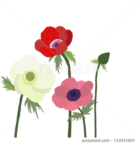 Anemones Anemones 133833883