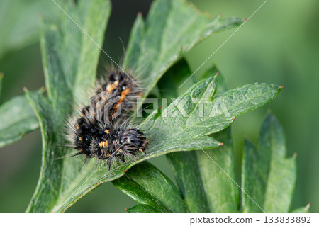 毛蟲在葉子上爬行 133833892