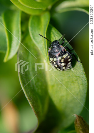 A stink bug larva with a distinctive polka dot pattern resting on a leaf A stink bug larva with a distinctive polka dot pattern resting on a leaf 133833894