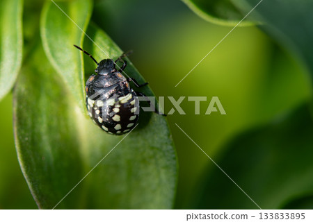 A brightly patterned stink bug larva resting on a leaf 133833895
