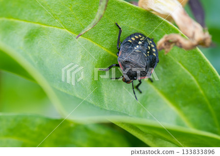A frontal view of a stink bug larva resting on a leaf 133833896