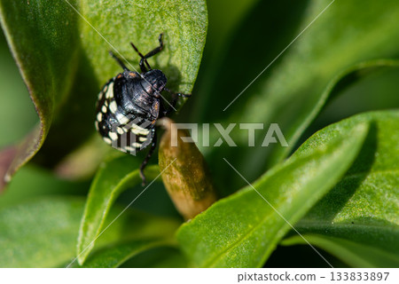 Stink bug larvae with distinctive polka dot patterns clinging to leaves Stink bug larvae with distinctive polka dot patterns clinging to leaves 133833897