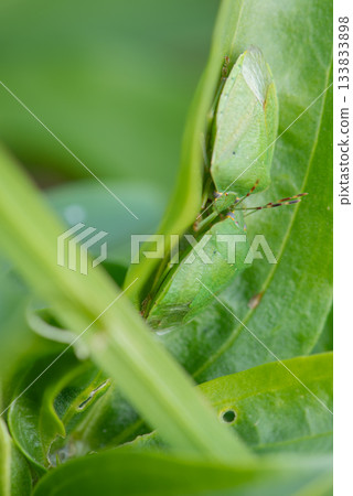 Two adult stink bugs 133833898