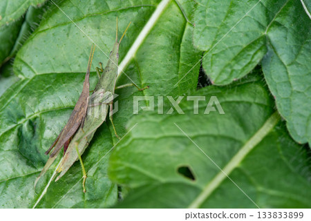 A female grasshopper carrying a male on her back 133833899