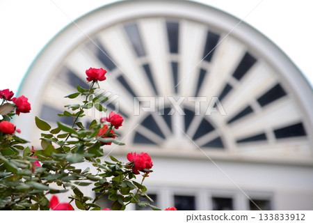 Red roses and the Osaragi Jiro Memorial Museum 133833912