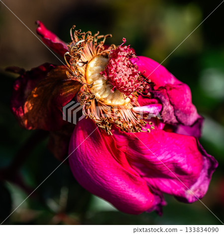 A pink rose just before it decays A pink rose just before it decays 133834090
