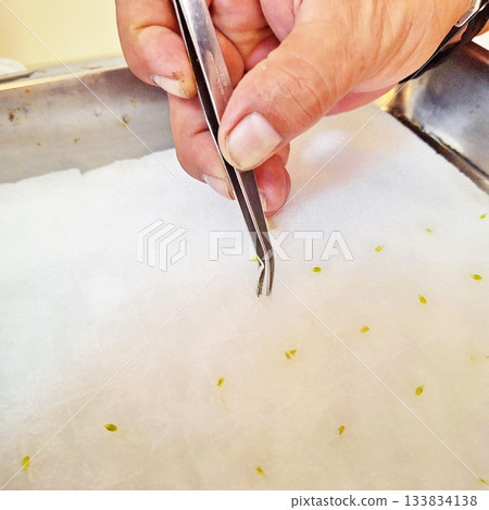 Hand Using Tweezers to Place Seeds for Controlled Laboratory Germination Research 133834138